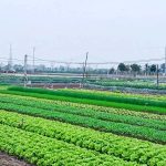 Đất nông nghiệp khác là gì? Ký hiệu đất nông nghiệp khác thế nào?