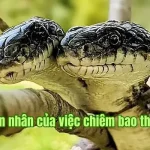 Giấc Chiêm Bao Nằm Mơ Thấy Rắn Bao Về Điều Xấu Hay Điều Tốt?