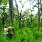 Đất rừng sản xuất là gì? Ký hiệu của đất rừng sản xuất thế nào?