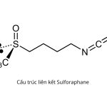 Sulforaphane là gì? Có tác dụng gì đối với cơ thể