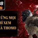 Tìm hiểu luật đá gà miền Nam tại SV388