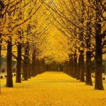 Tour du lịch Hàn Quốc Seoul đảo Nami Everland