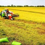 Đất nông nghiệp có diện tích bao nhiêu được tách thửa 2025?