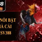 Cách Cắt Lông Gà Chọi Đẹp Từ Chuyên Gia SV388