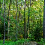 Có nên mua đất rừng sản xuất để đầu tư lâu dài và sinh lời bền vững?