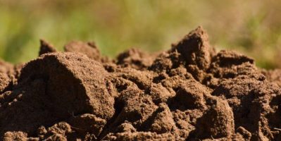 Cách Cải Tạo Khu Vườn Trồng Rau Hiệu Quả Tại Nhà