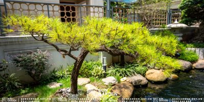 Tạo điểm nhấn ấn tượng với biến tường sân vườn đẹp cho nhà phố