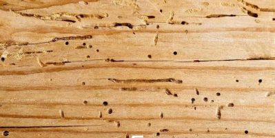 Nguyên nhân khiến sàn gỗ tự nhiên dễ bị mối mọt