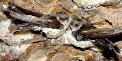 Du lịch Quy Nhơn tết nguyên đán 2026