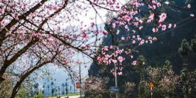 Du lịch Tây Bắc thì hoa Đào Tây Bắc tết 2026 nên thơ hữu tình