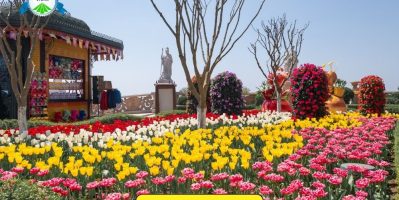 Lễ hội hoa Tulip Bà Nà 2026 – Sự kiện mùa xuân nổi bật tại Sun World Bà Nà Hills.