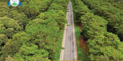 Khám Phá Rừng Thông Măng Đen – Thiên Đường Xanh Giữa Lòng Kon Tum