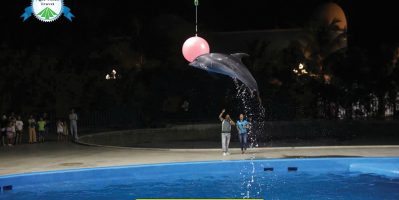 Show Cá Heo Đà Nẵng Có Gì Hot? Trải Nghiệm “Vũ Điệu Đại Dương” Đang Gây Sốt