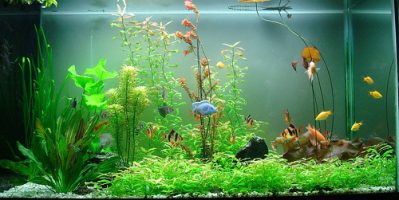 Chọn Sai Máy Lọc – Bạn Đang “Giết” Cá Mỗi Ngày