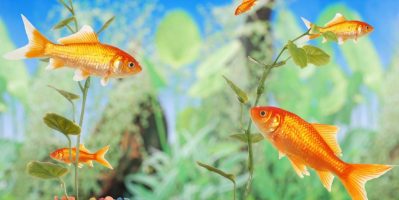 Vì Sao Cùng Nuôi Cá Nhưng Người Này Lãi Gấp 3 Lần?