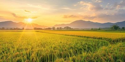 Đất trồng lúa có được trồng cây lâu năm không?